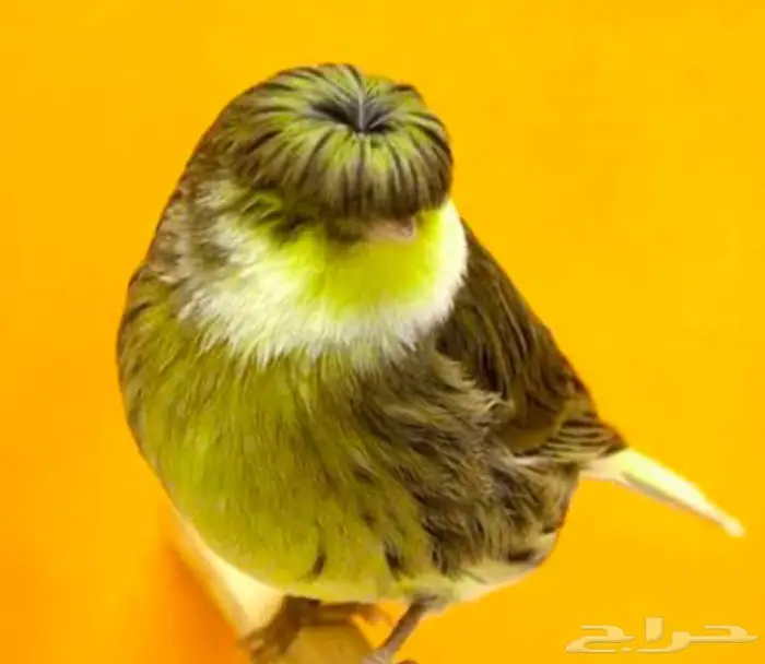 للبيع كناري جلوستر طيور ابطال 1