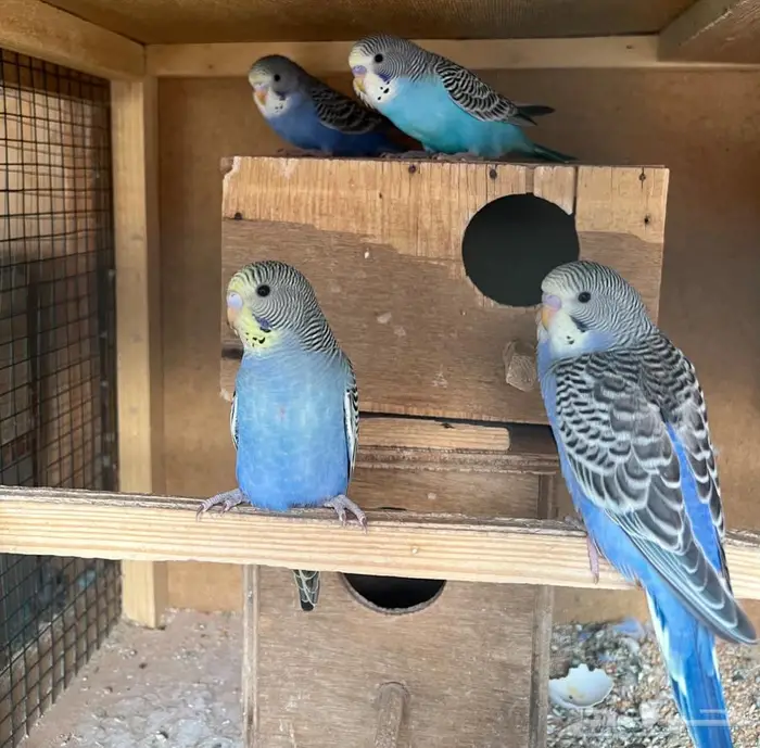 فروخ بادجي للبيع 5