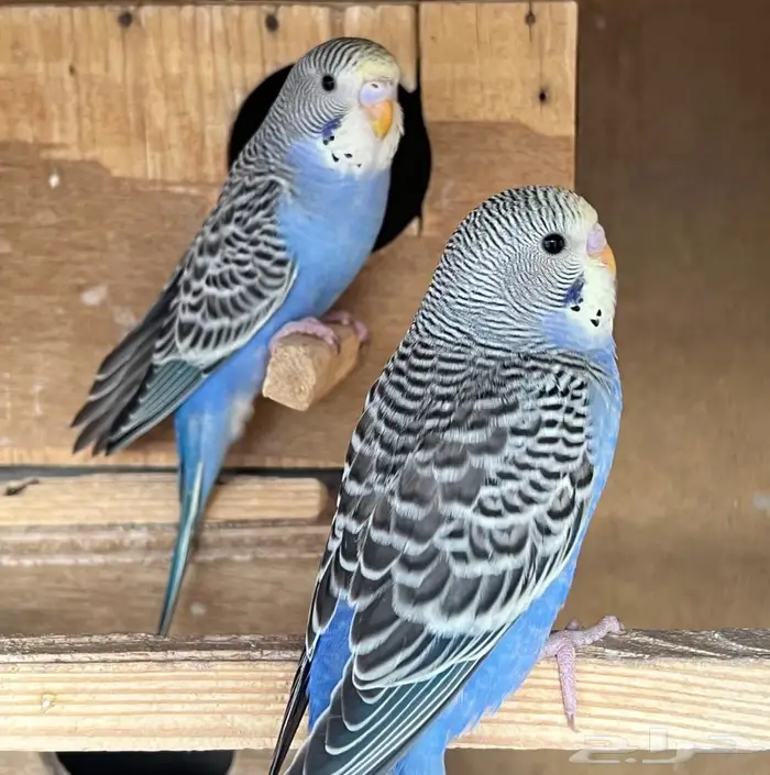 فروخ بادجي للبيع 1