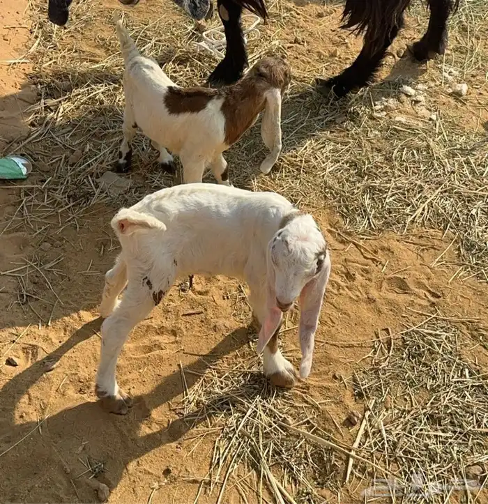 للبيع تيس وجفره دواغير ابوهم هولندي 0