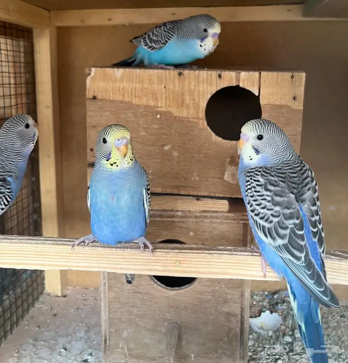 فروخ بادجي للبيع 3