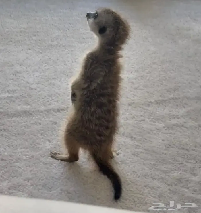 حيوان ميركات تيمون 0