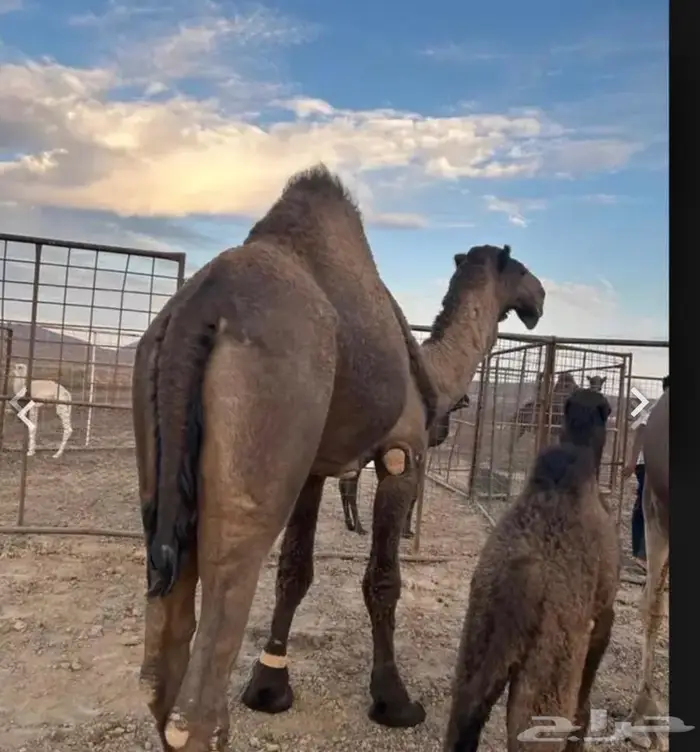 جمل اصفر كايف 0