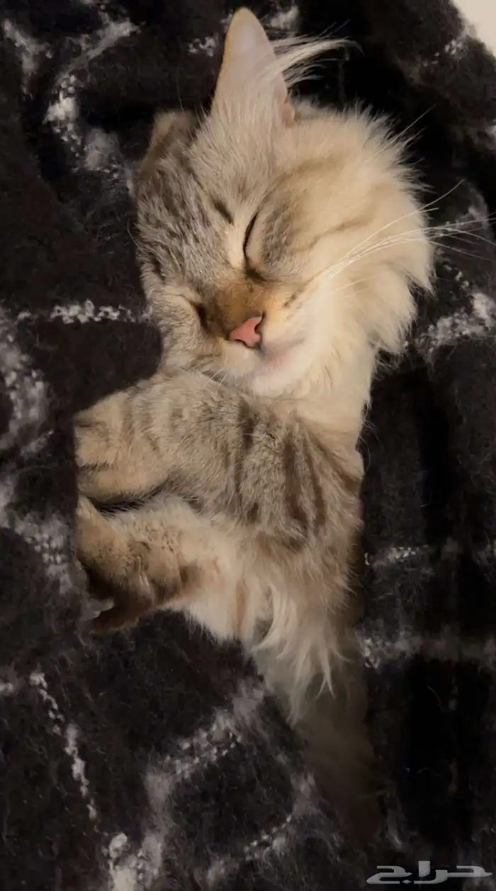 قط هملايا مفقود 1