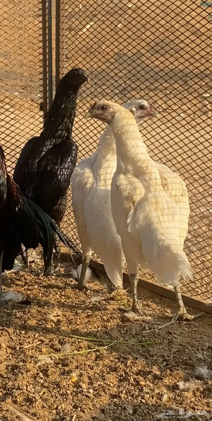 طقم دجاج تايلندي TOP مستوى عالي جدا ونادر 2