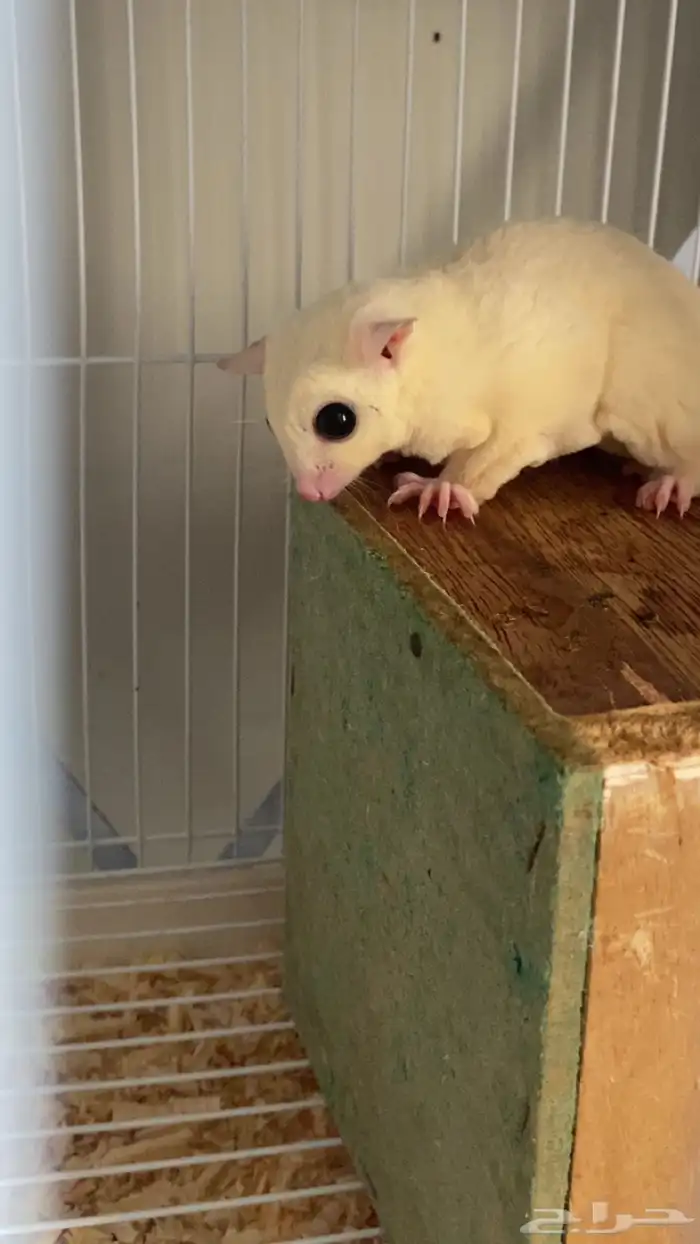 زوج شوقر قلايدر 2