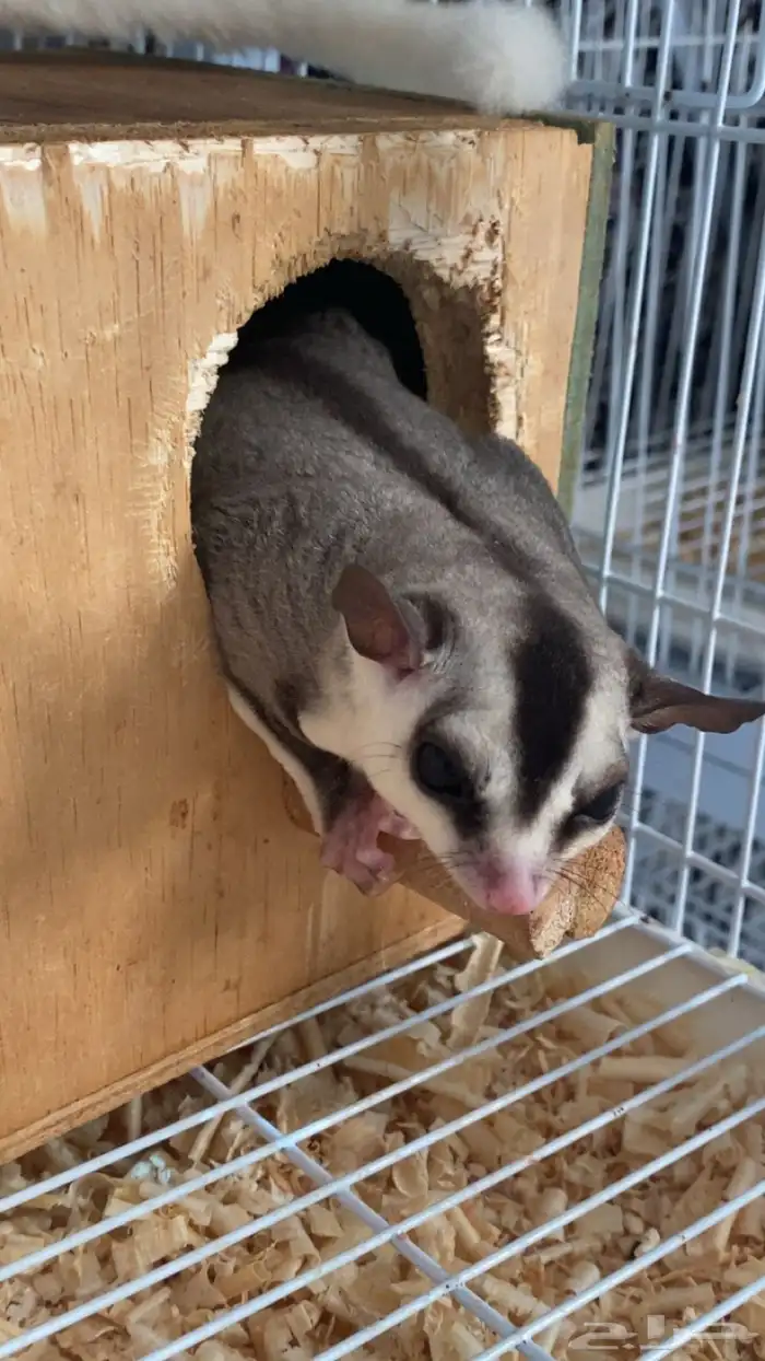 زوج شوقر قلايدر 1