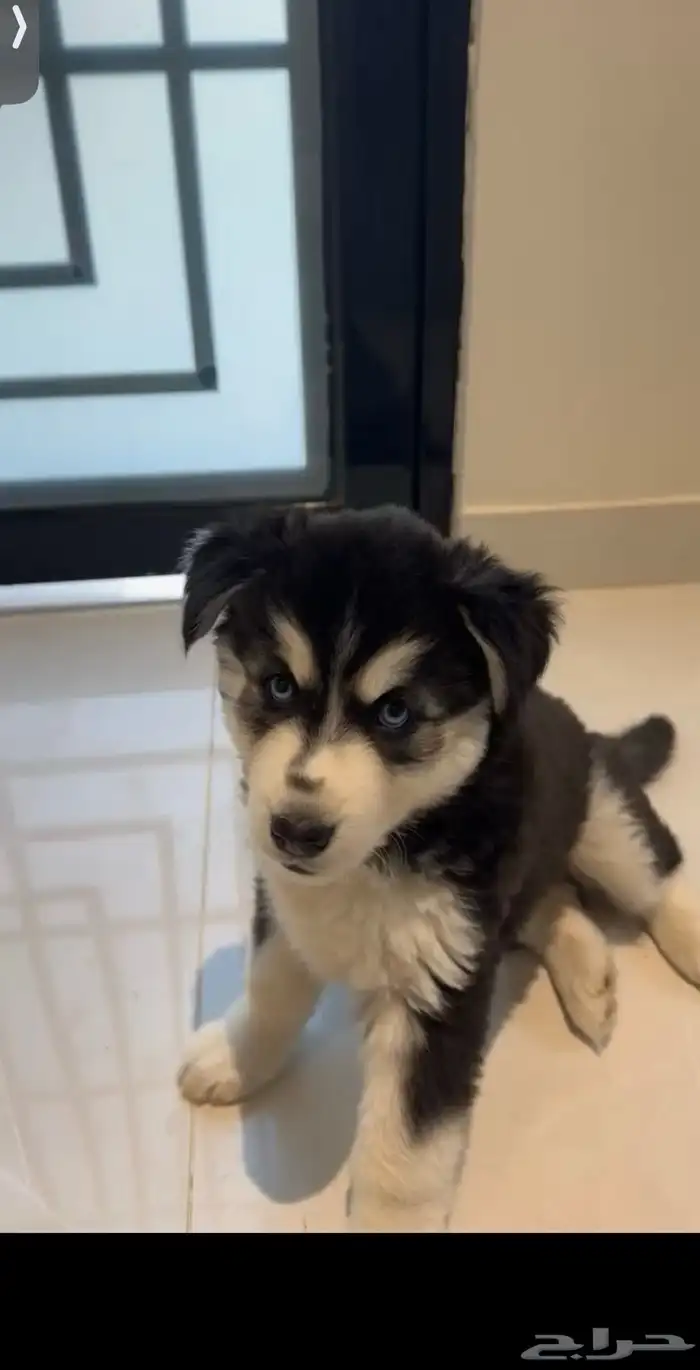 كلب هاسكي للبيع 1