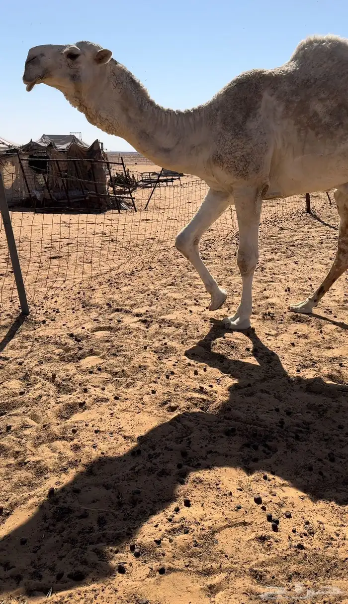 قعود كفو عظم و راس و رقبه طفاح 0