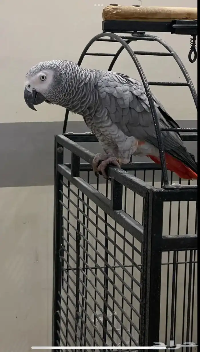 ببغاء كاسكو مميز يتكلم ويسولف 1