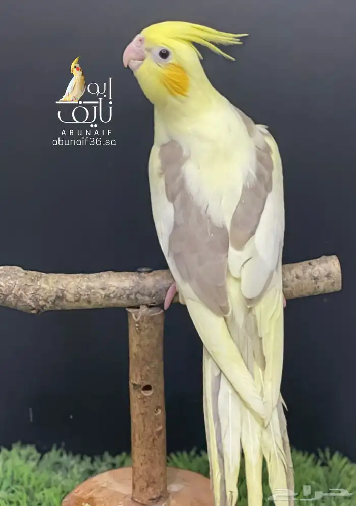 فرخ كروان باستيل فيس 1