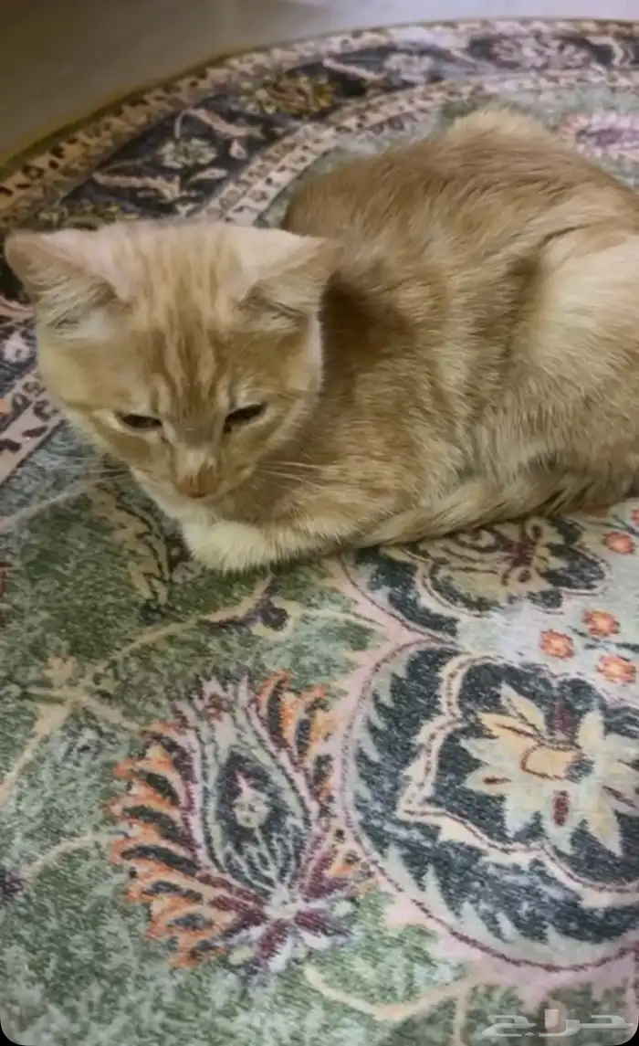 قط عمره 4 شهور اليف ولعوب ومعاه ليتر بوكس للتبني 0