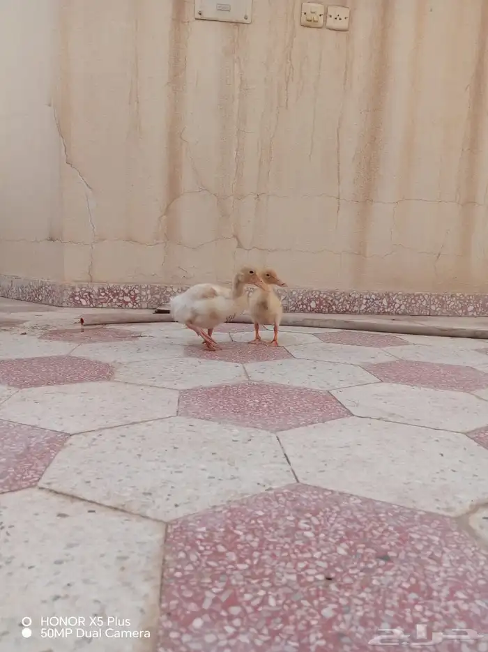 بط للبيع عدد 2 1