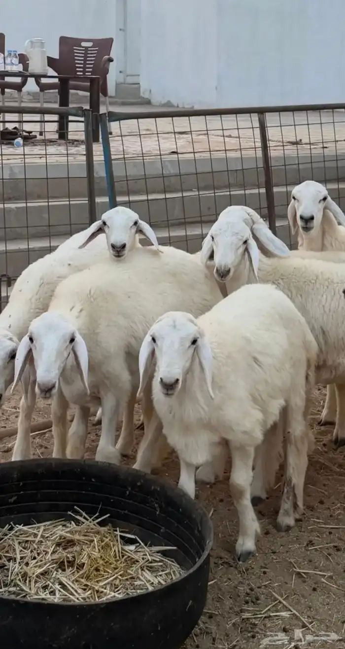 رخال حريه 8 روس صنف سته اشهر وفوق اعمارها 2