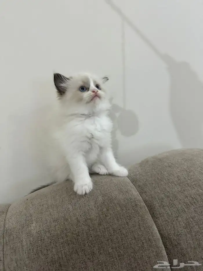 كيتن راقدول وهملايا للبيع 1