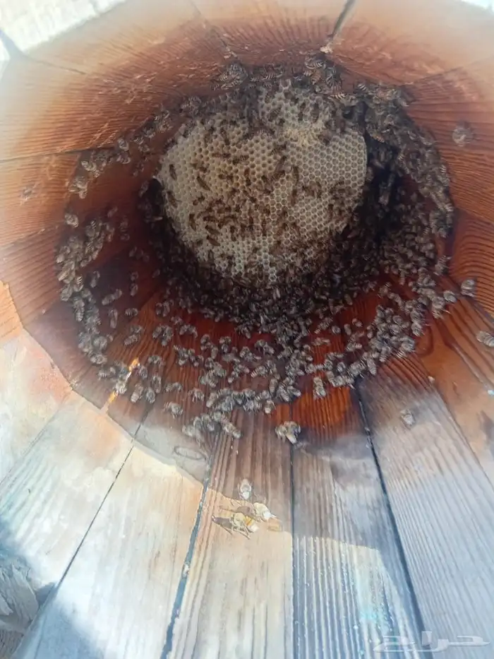 نحل بلدي العدد 220 عود الموقع هروب 7