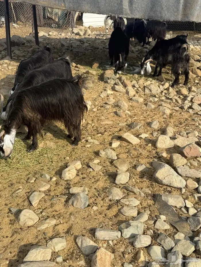 ماعز مقنوي مشروطه 11