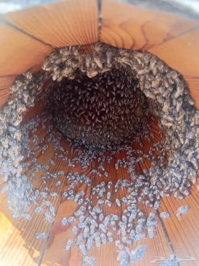 نحل بلدي العدد 220 عود الموقع هروب 8