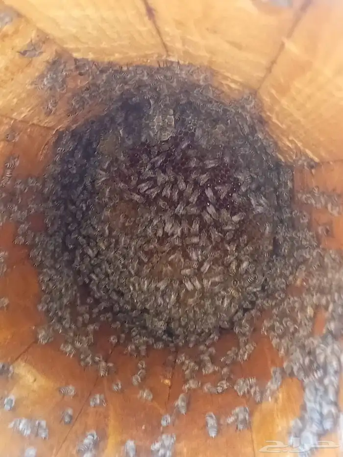 نحل بلدي العدد 220 عود الموقع هروب 9