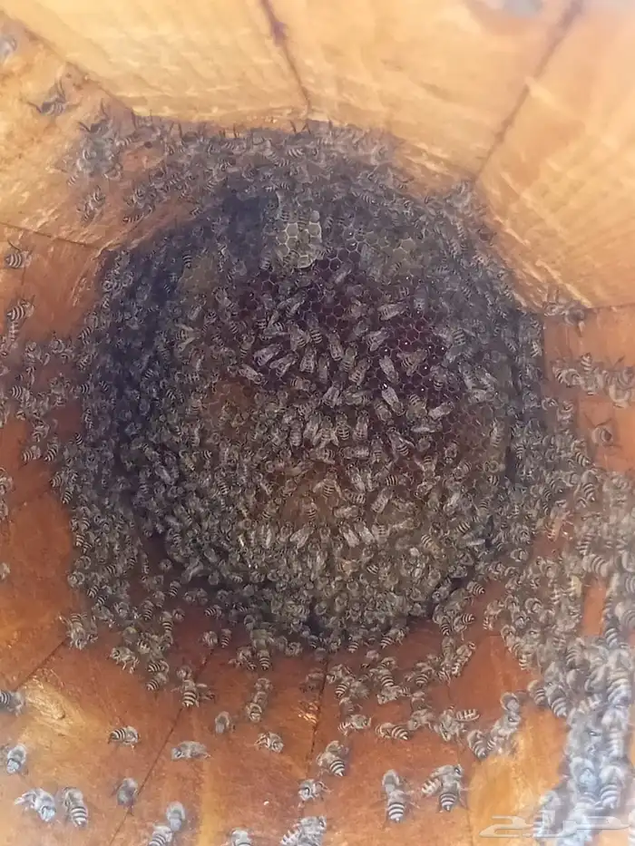 نحل بلدي العدد 220 عود الموقع هروب 3