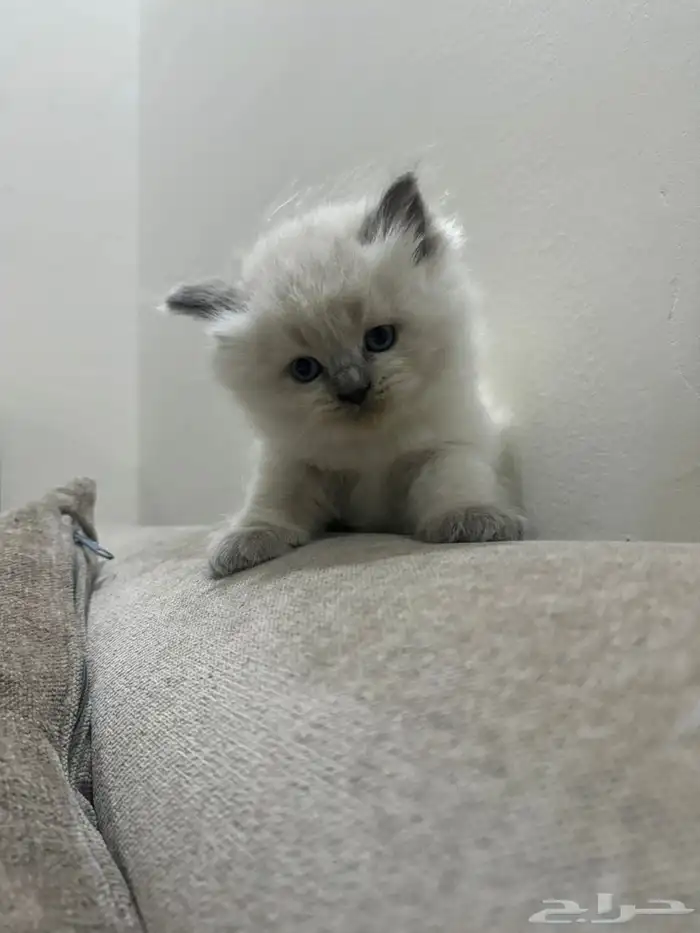 كيتن راقدول وهملايا للبيع 6