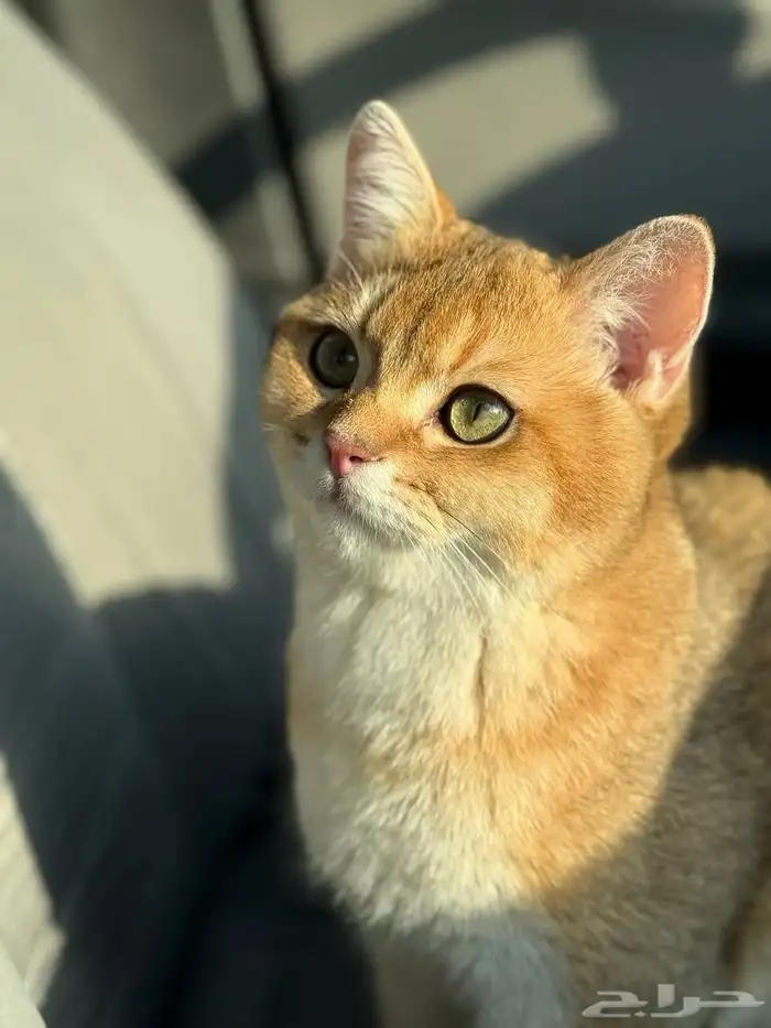 قط  سكوتش فولد للبيع مستعجل 3