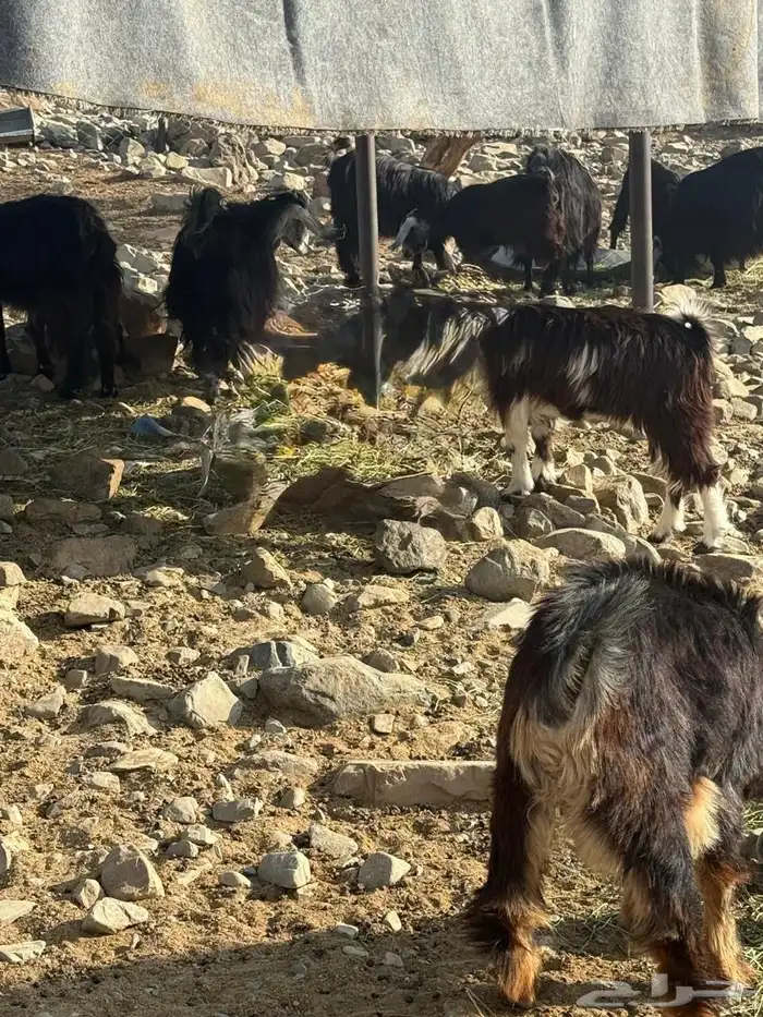 ماعز مقنوي مشروطه 16