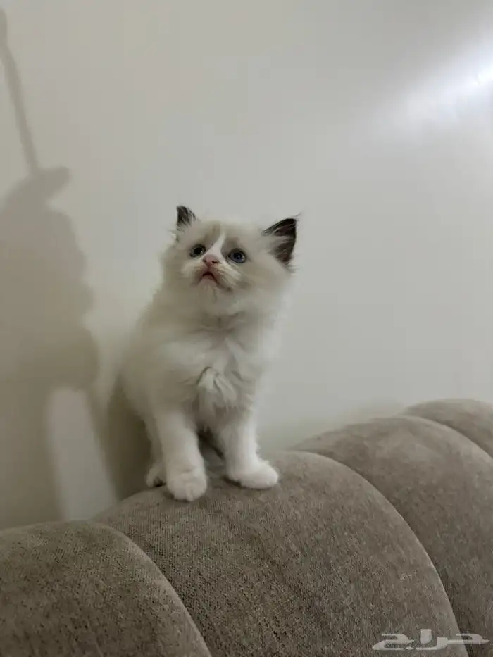 كيتن راقدول وهملايا للبيع 5