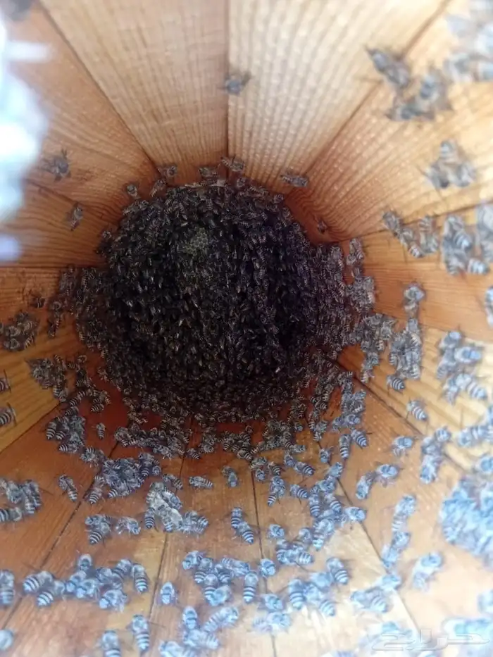 نحل بلدي العدد 220 عود الموقع هروب 6