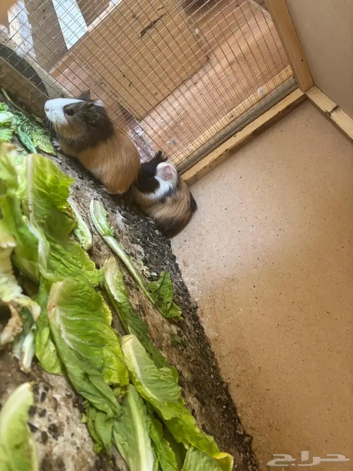 جوز وبران للبيع ساليمات ونظاف 0