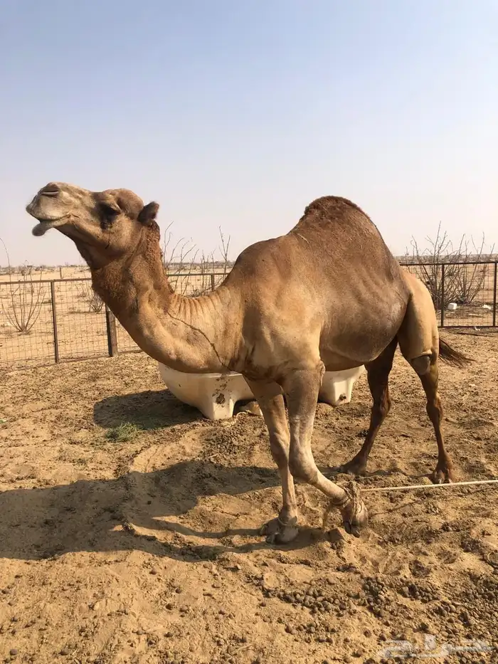 بعير فحل ع كافه الشروط اقراء التفاصيل 7