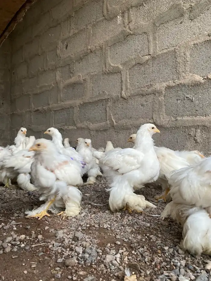 دجاج براهما 1