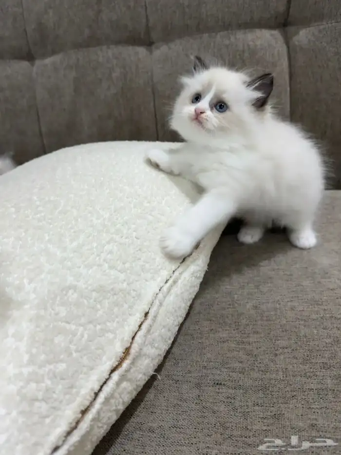 كيتن راقدول وهملايا للبيع 4