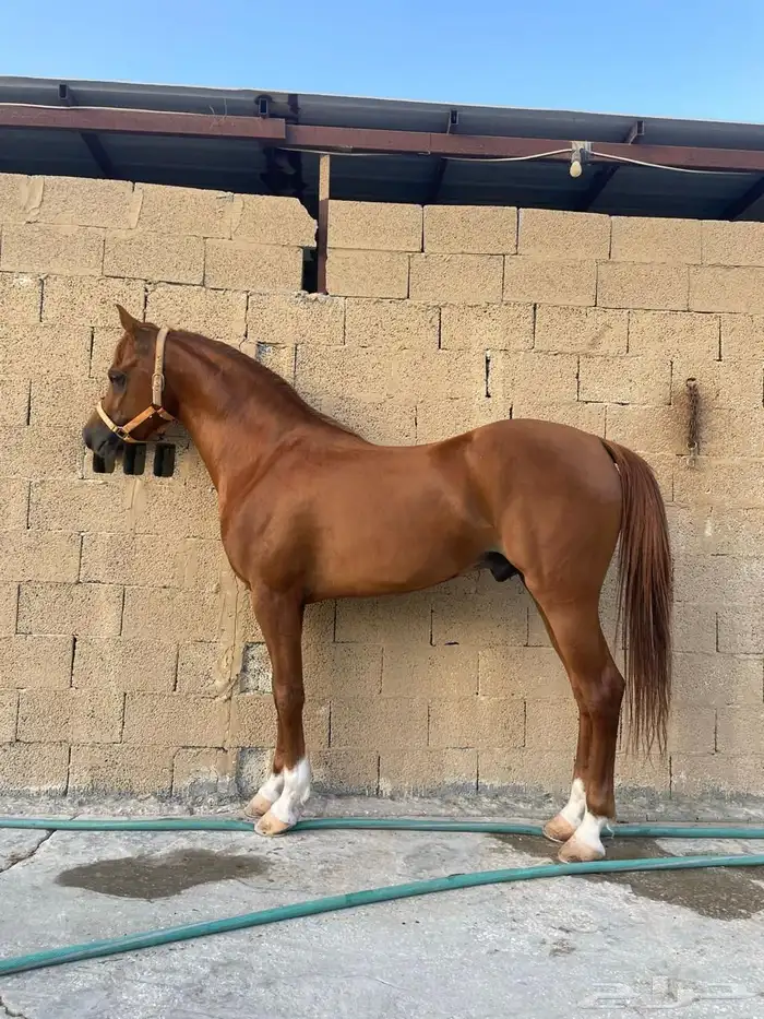 حصان في الدمام للبيع 0