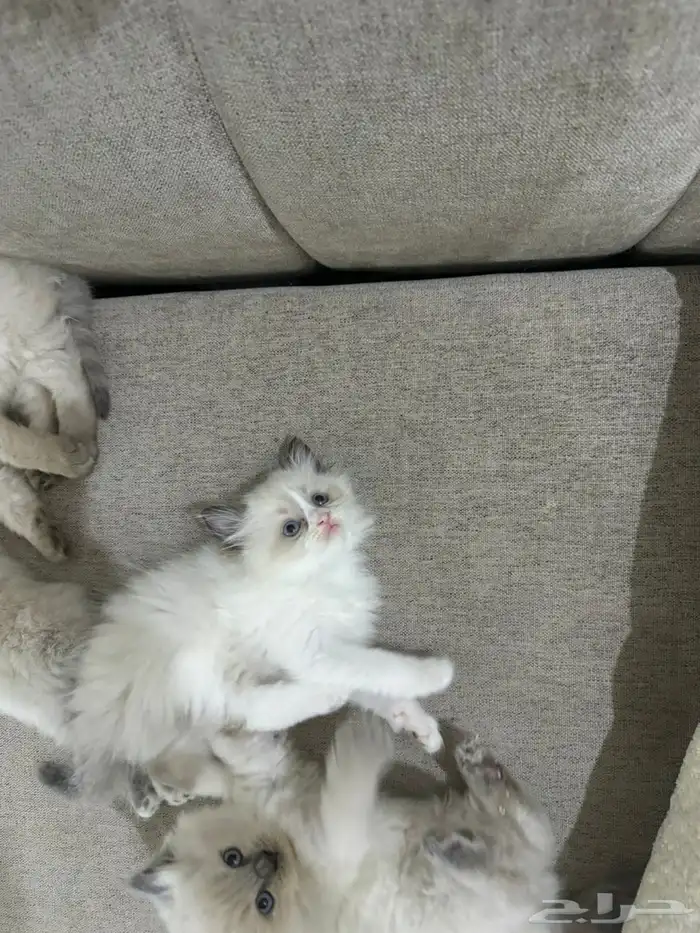 كيتن راقدول وهملايا للبيع 3