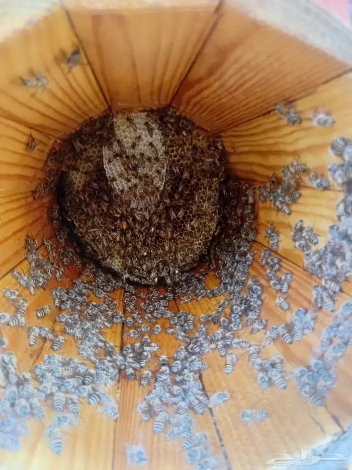 نحل بلدي العدد 220 عود الموقع هروب 4