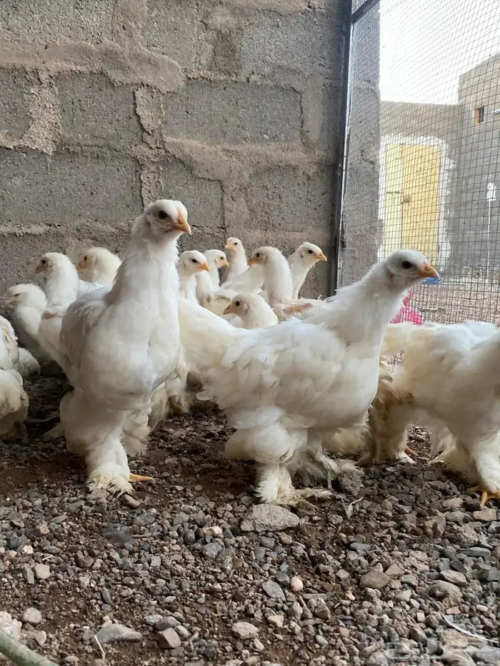 دجاج براهما 0