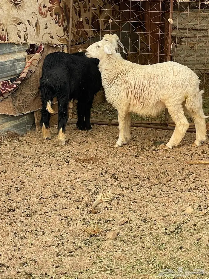 حري خاروف ورخل نجديه 1