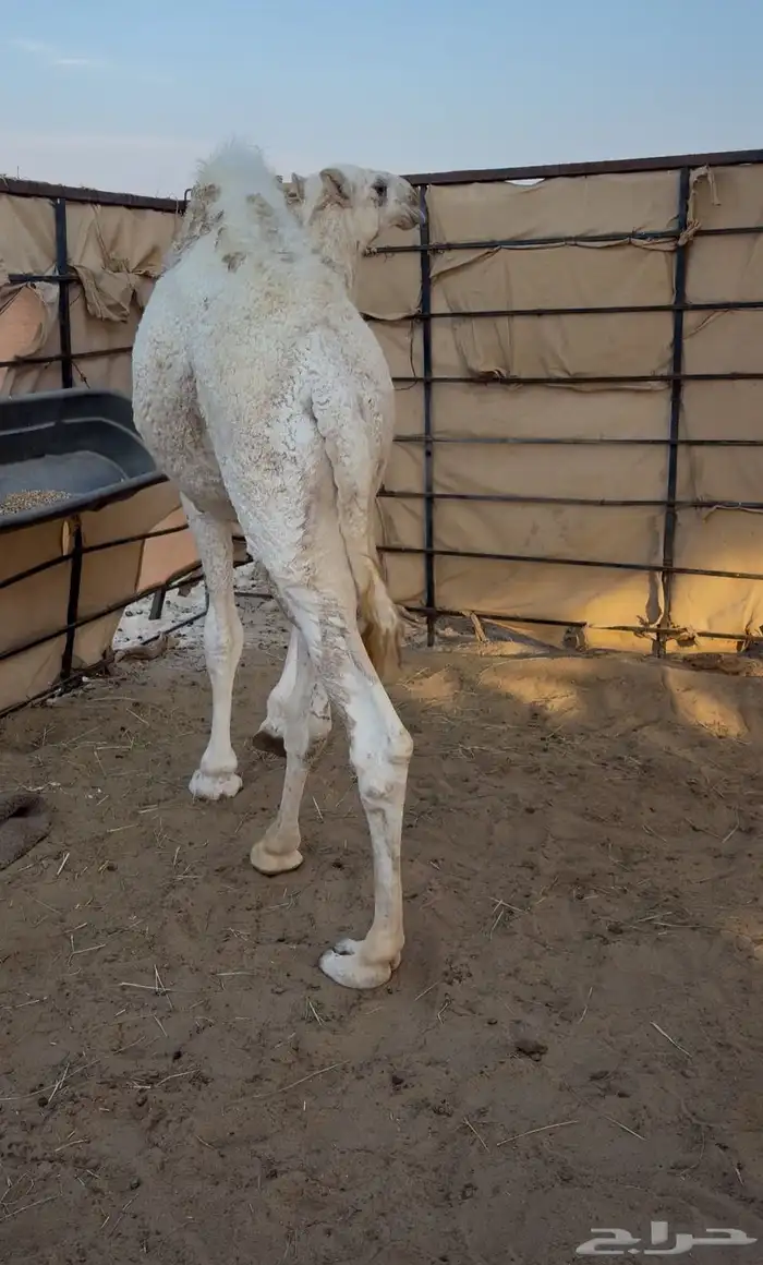 عرض قعود فاخر تحت امه 2