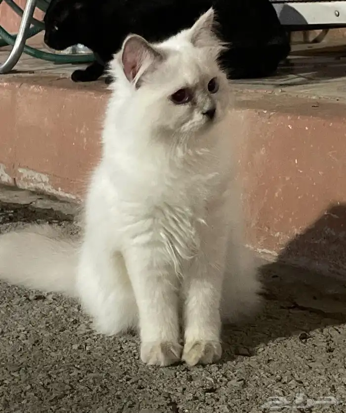 قطة سيامي هملايا للبيع 2