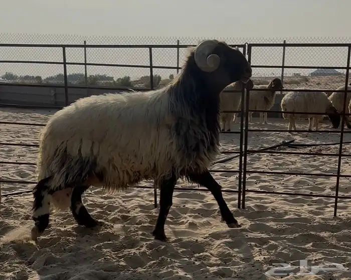 فحل نعيمي صنف فاخر من الاخر 0