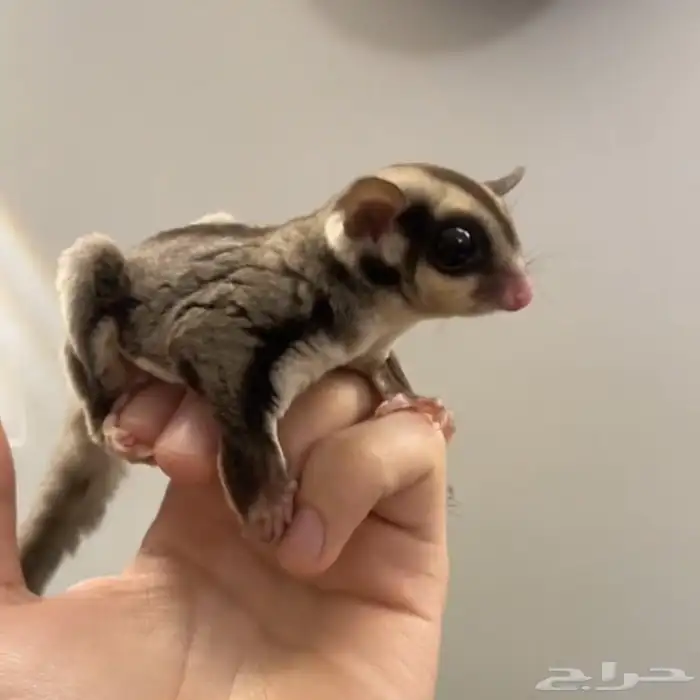 سنجاب طائر شوقر قلايدر 1