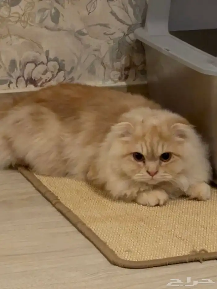 قط ذكر فولد معقم للبيع 3