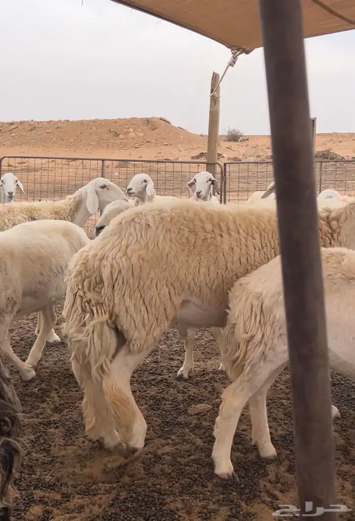 للبيع خروف حري فحل ثني 1