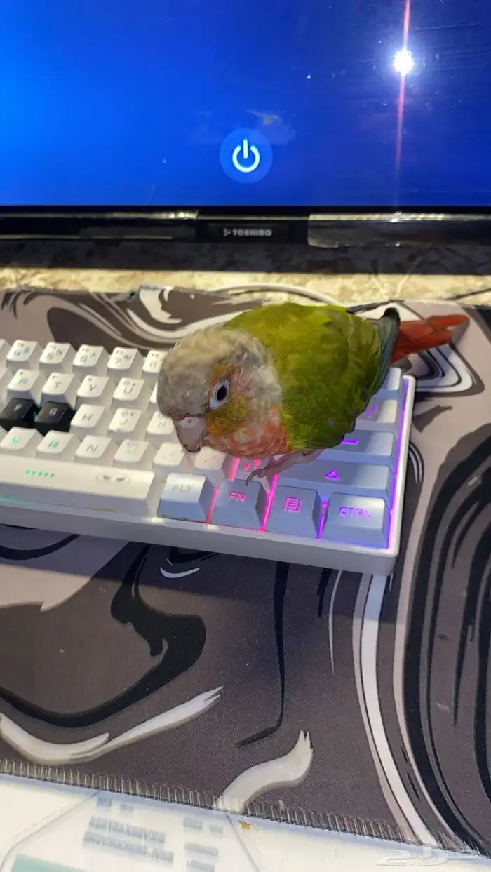 للبيع ببغاء كنيور محجل 2