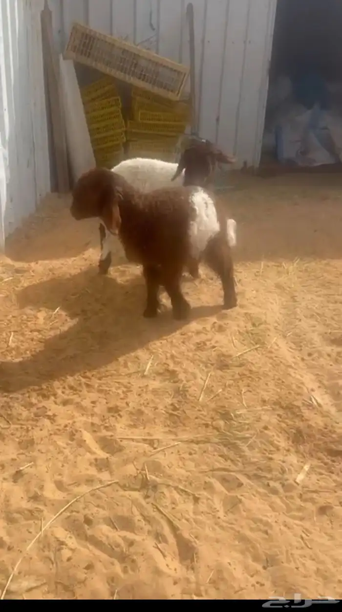 للبيع دواغير رخال 1