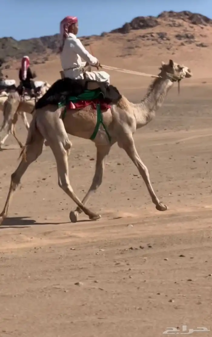 قعود للبيع 1