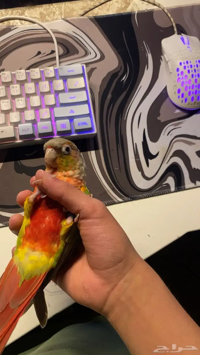 للبيع ببغاء كنيور محجل 3