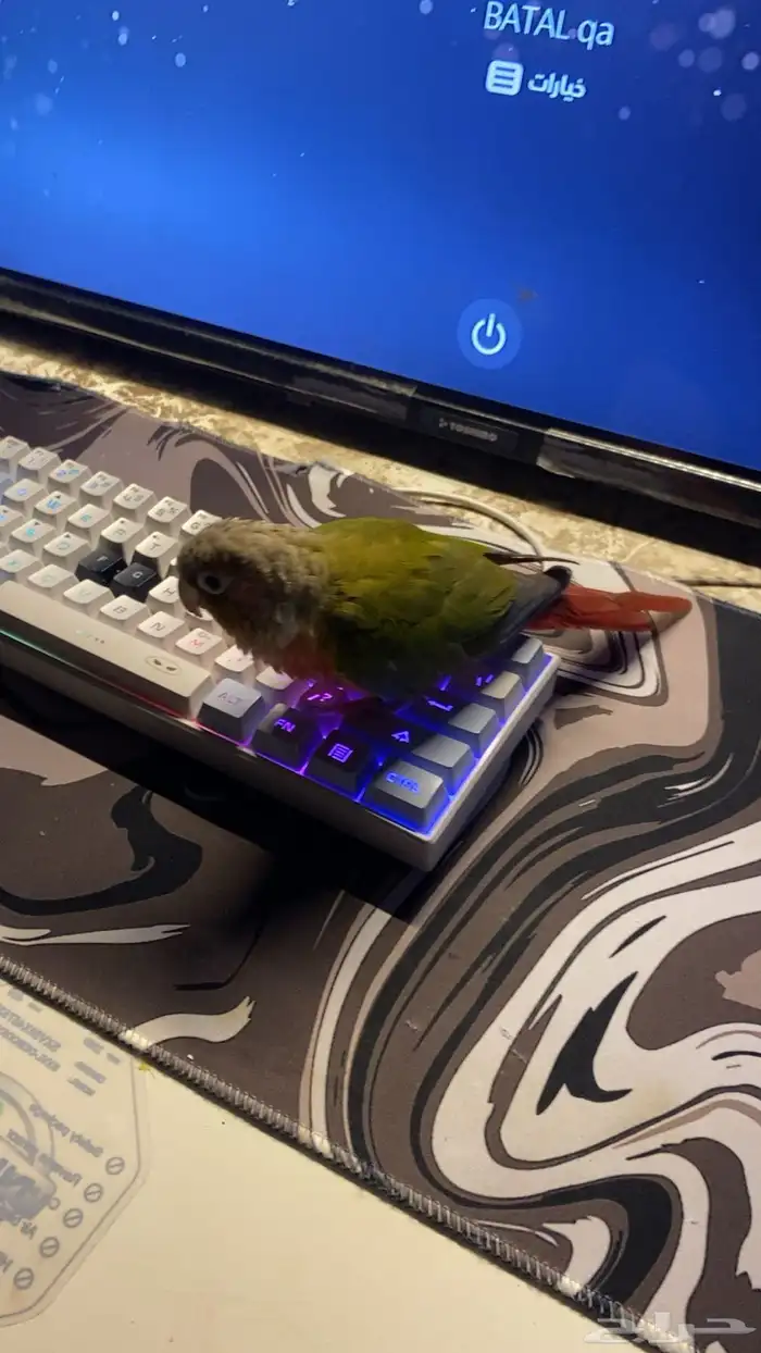 للبيع ببغاء كنيور محجل 1