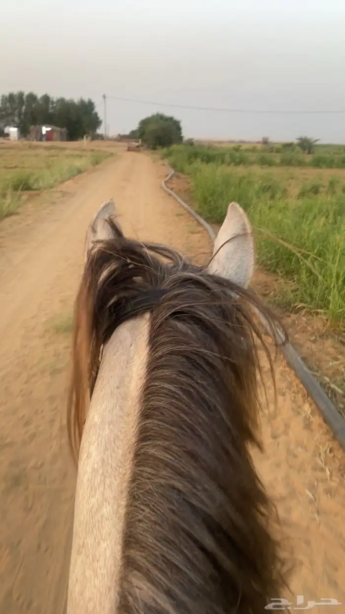 خيل للبيع 5
